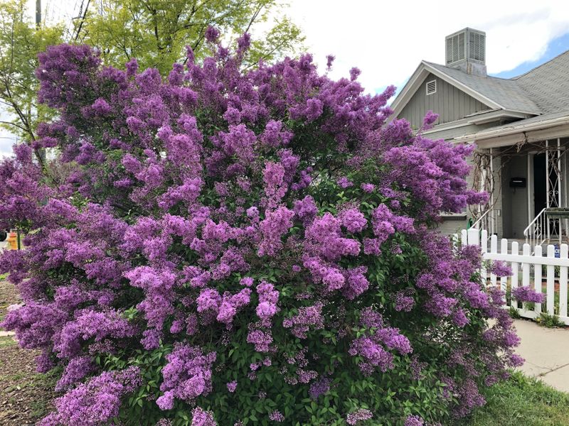 Lilacs