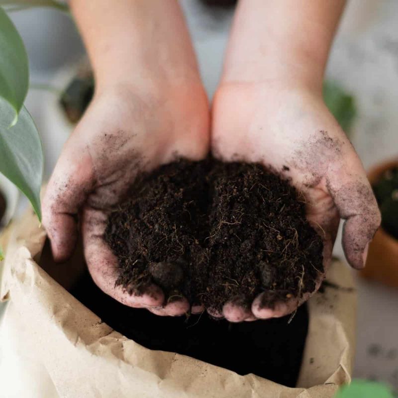 Prepare Soil Properly
