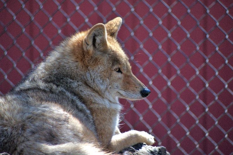 Use Coyote Repellents