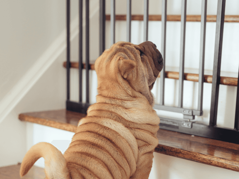 Keep Small Pets Indoors