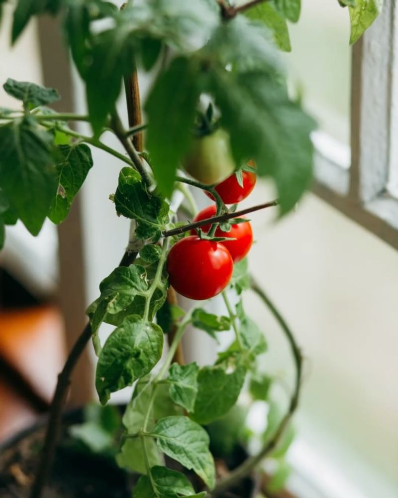 Troublesome Tomato Varieties