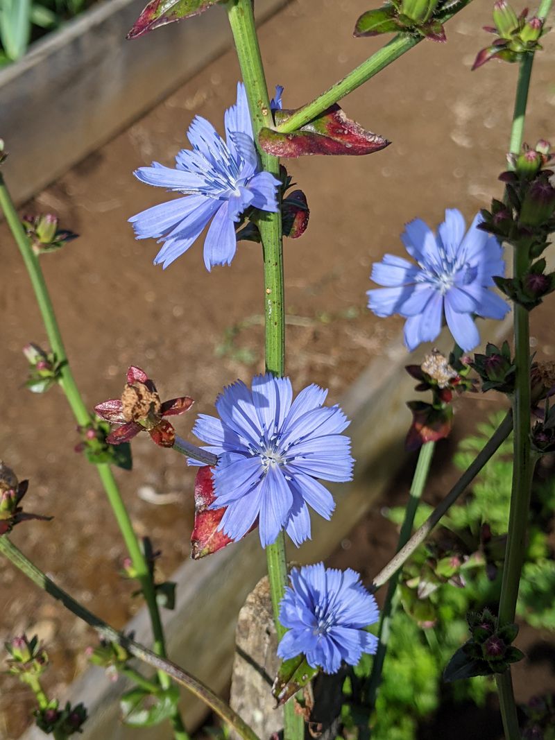 Chickory (Cichorium intybus)