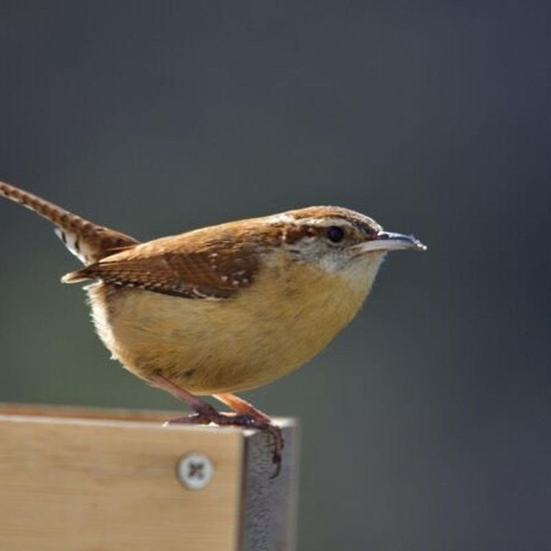 Carolina Wren