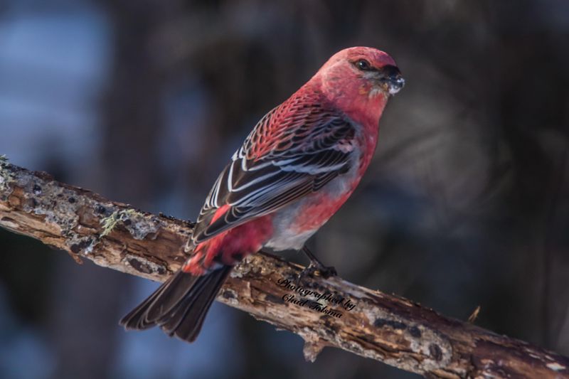 Pine Grosbeak