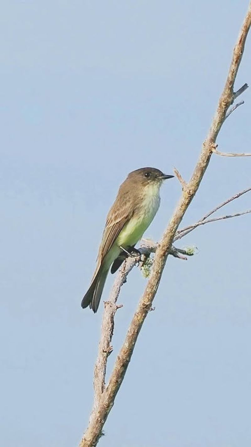 Eastern Phoebes Catch Flying Insects Mid-Air