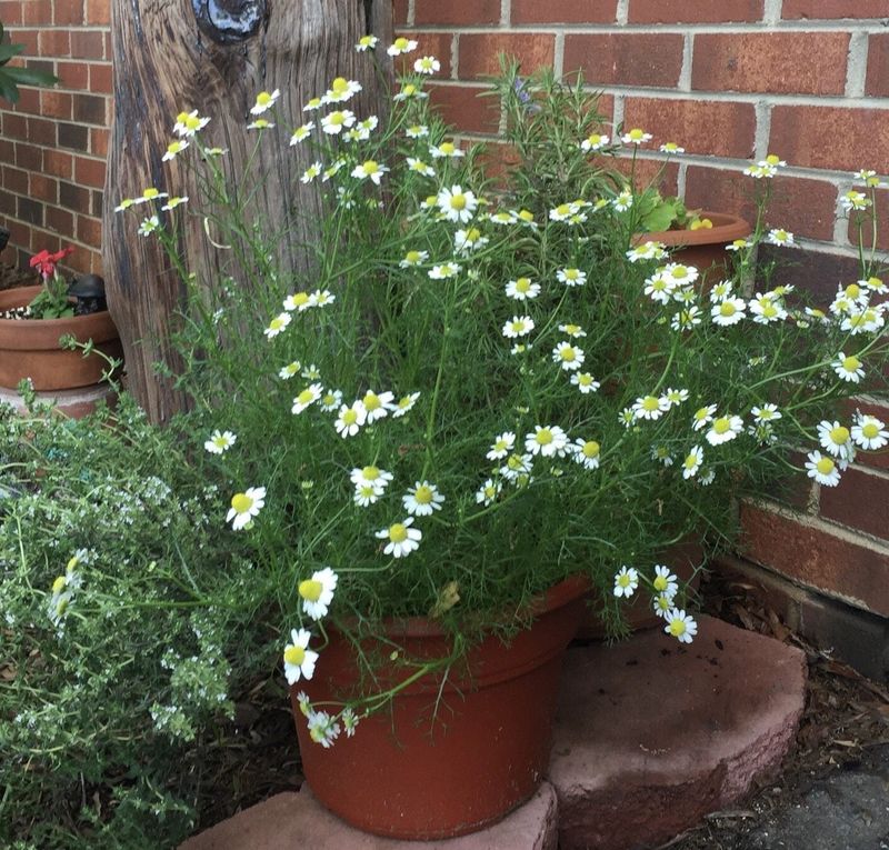Container Growing Solutions