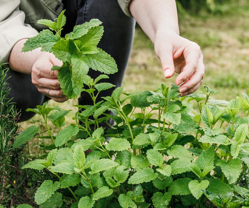Prevent Unwanted Self-Seeding