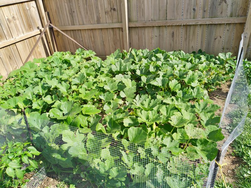 Trim Secondary Vines