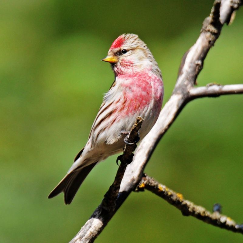 Common Redpoll
