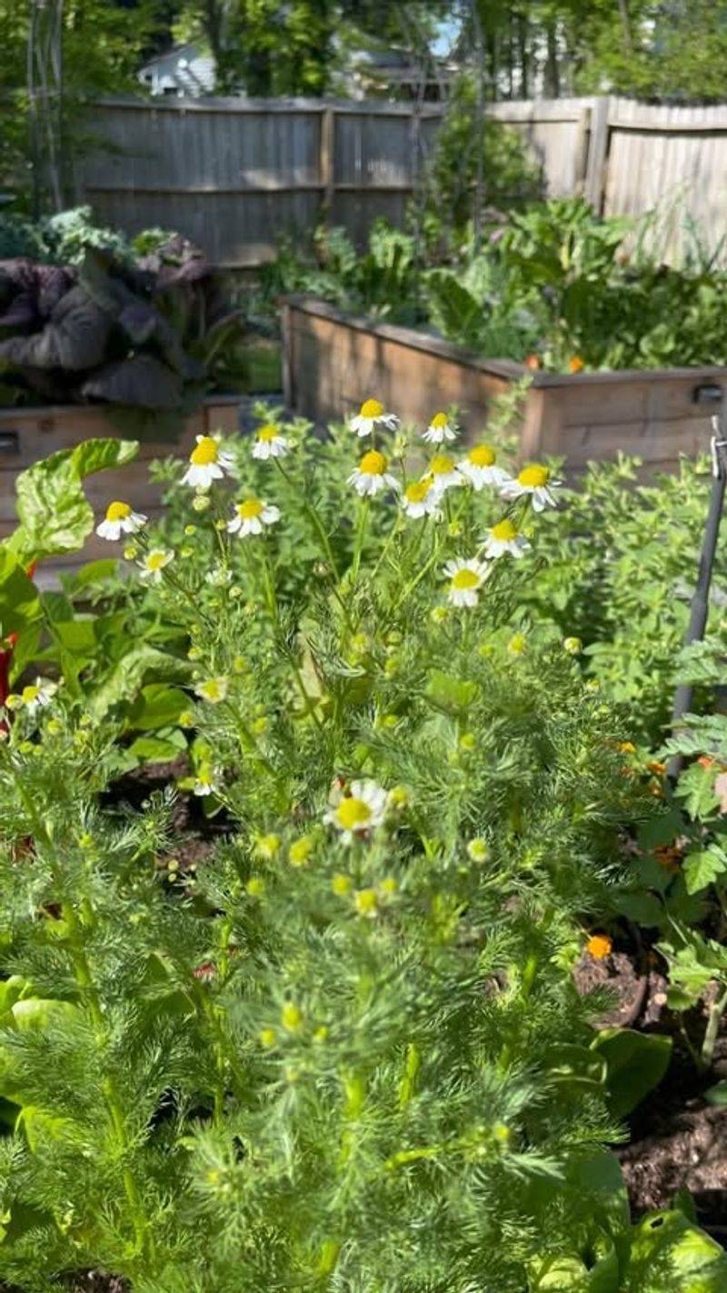 Chamomile Tea for Seedling Diseases