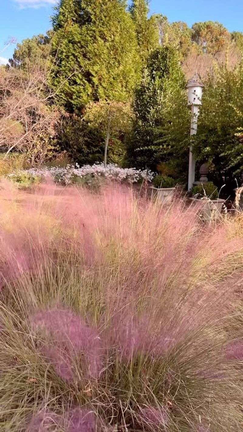 Muhly Grass