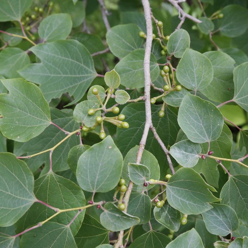 Japanese Spicebush - The Aromatic Time Machine