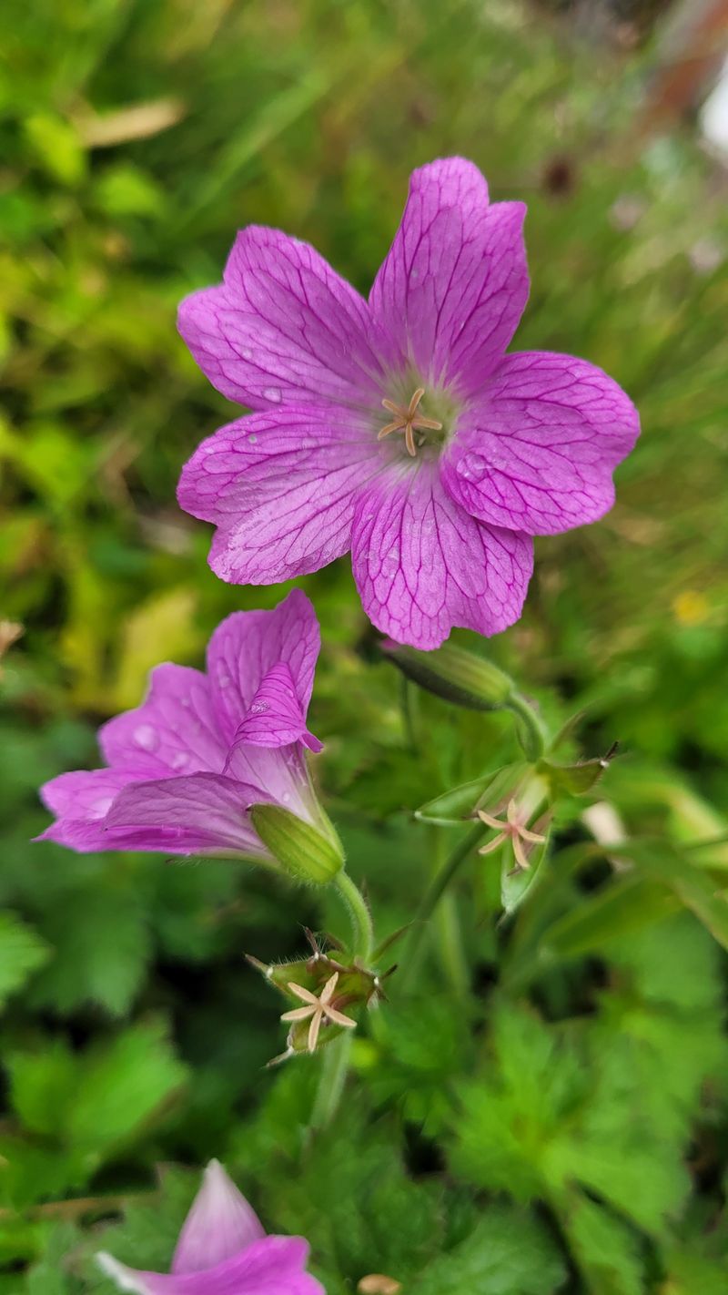 Hardy Geranium (Cranesbill)