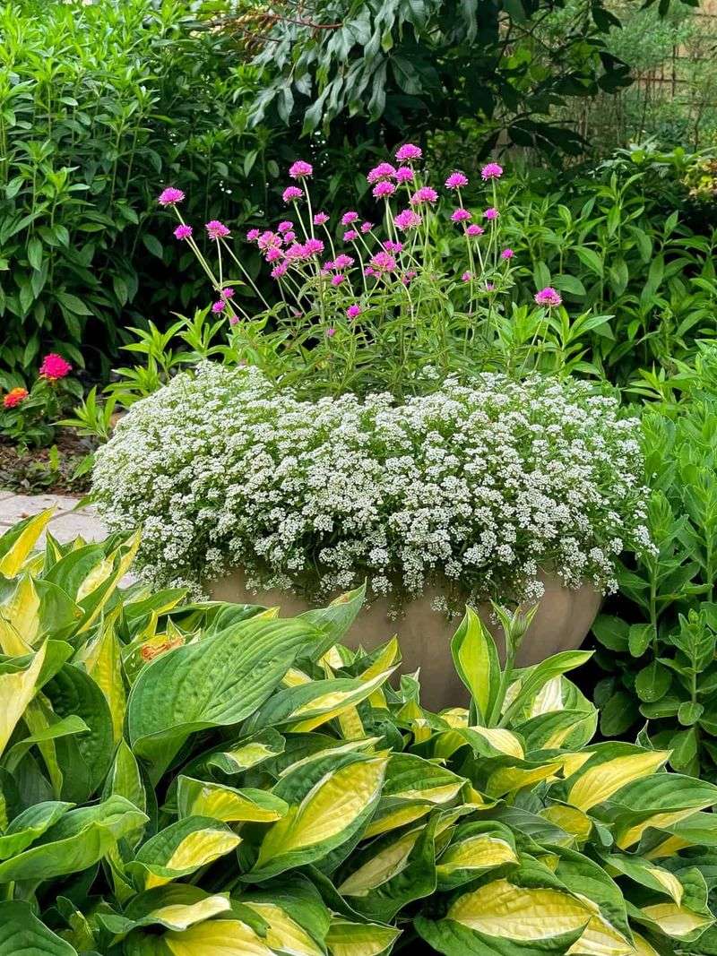 Coral Impatiens + Green Hostas