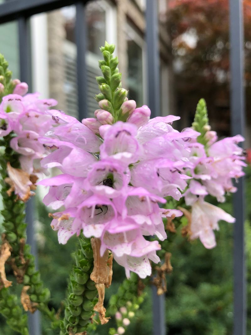 Pink Obedient Plant (Physostegia)