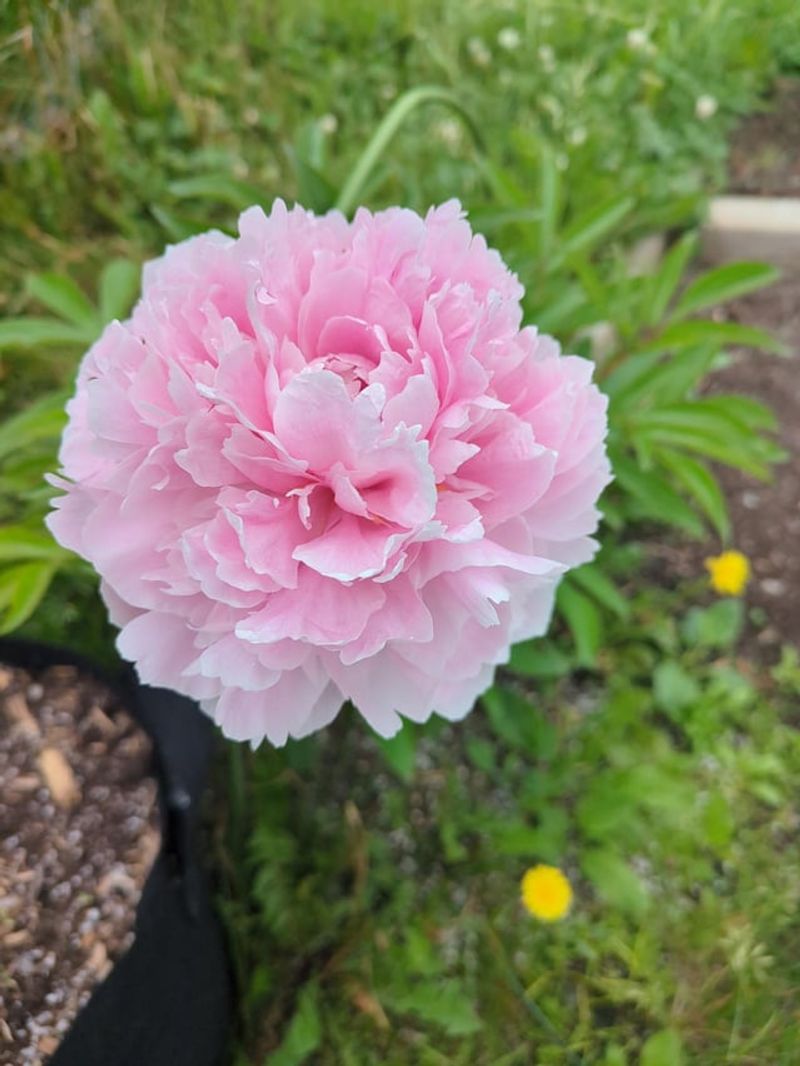 Pink Peony