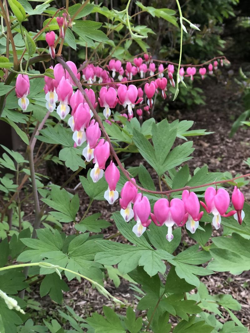 Bleeding Heart (Dicentra spectabilis)