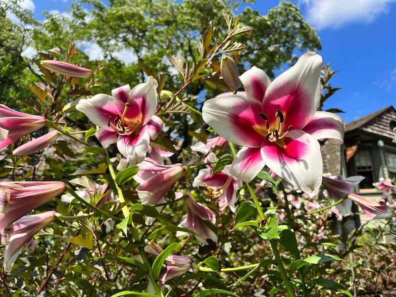 Pink Oriental Lily