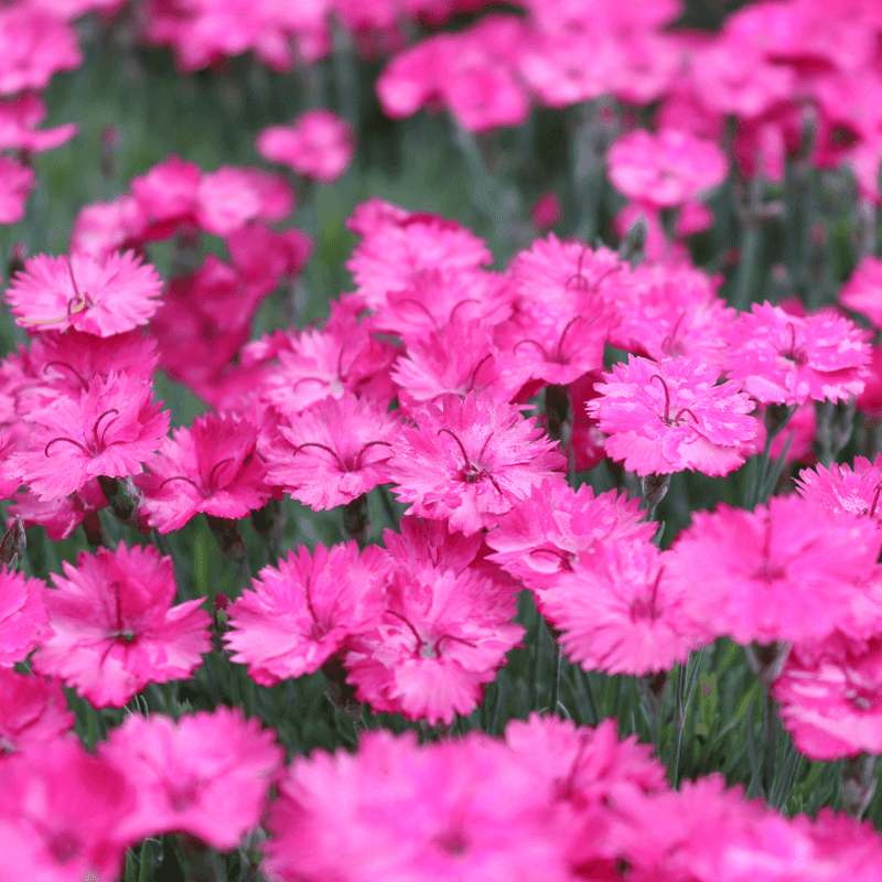 Pink Dianthus (Pinks)