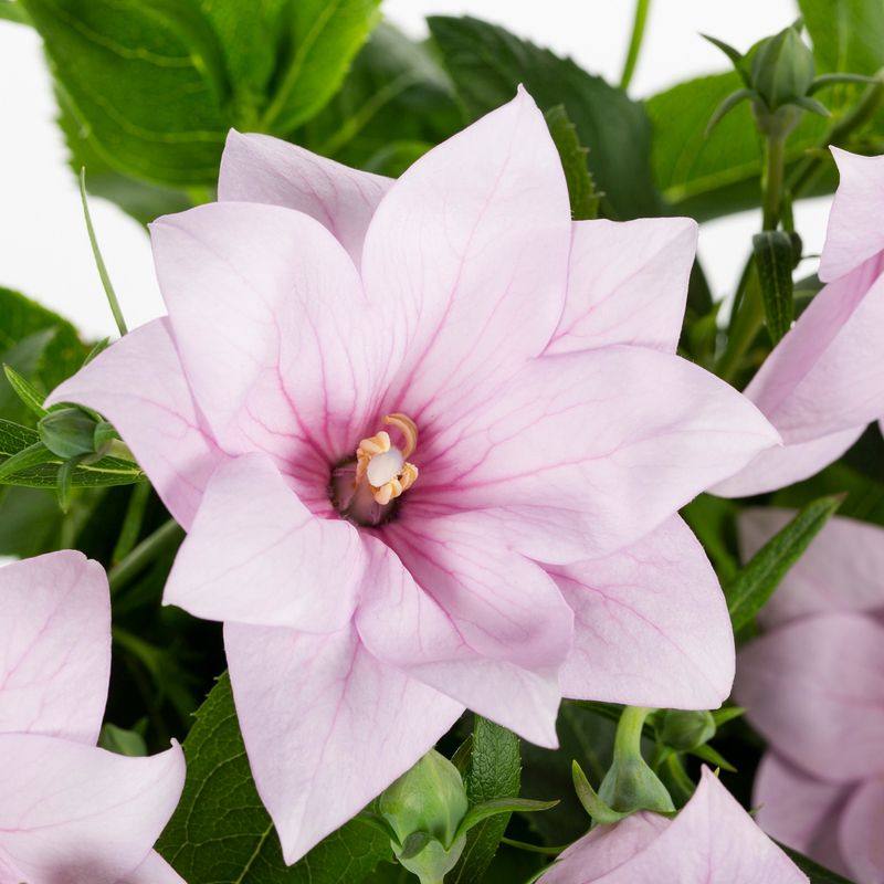 Pink Balloon Flower (Platycodon)