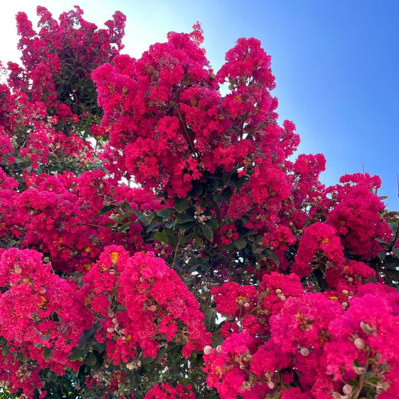 Crape Myrtle with Purple Fountain Grass