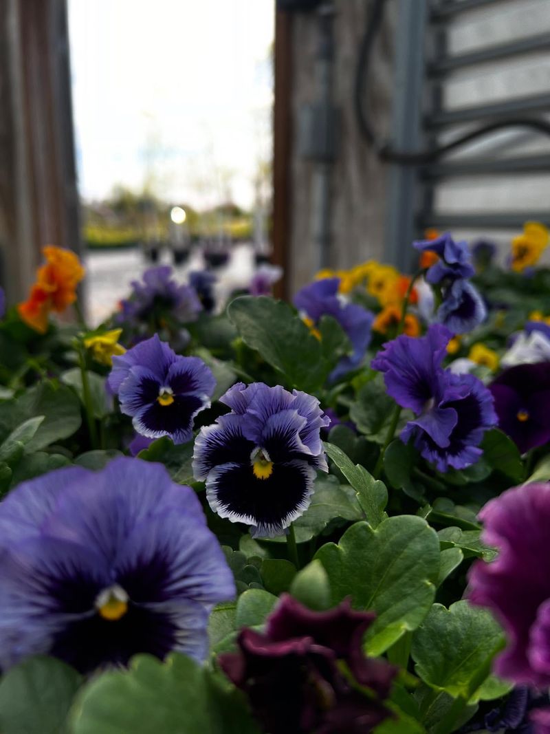 Ruby Red Swiss Chard with Blue Pansies