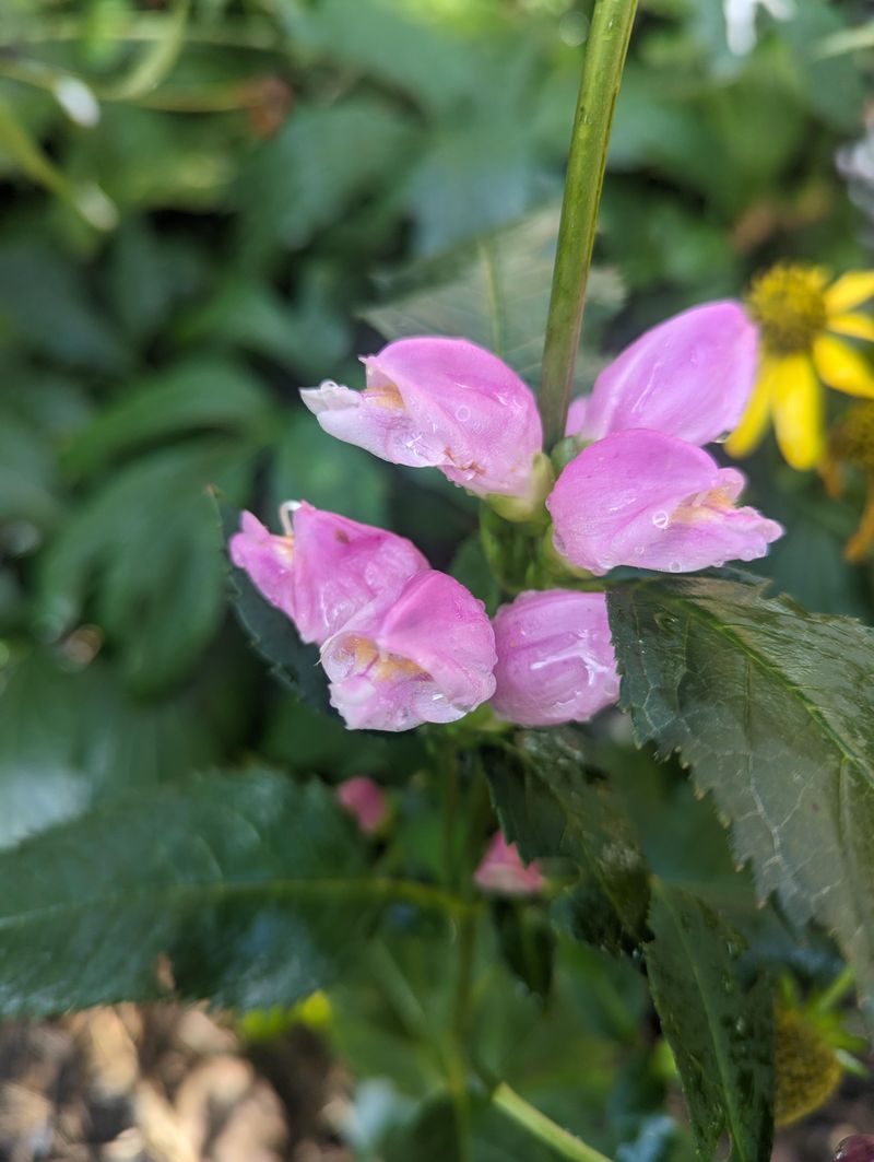 Pink Turtlehead (Chelone)