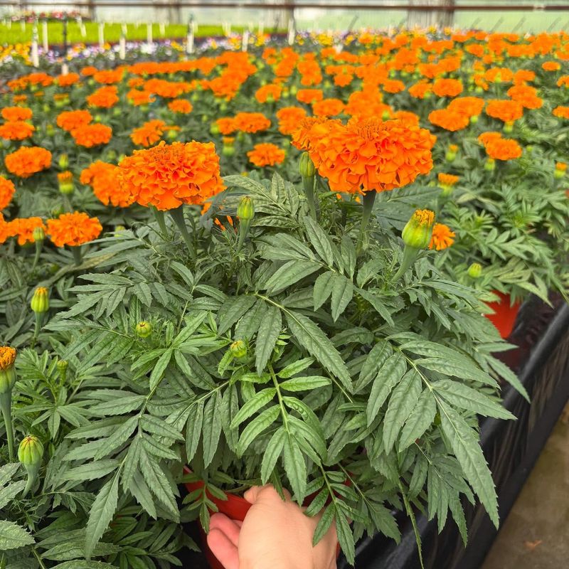 Orange Marigolds + Blue Salvia