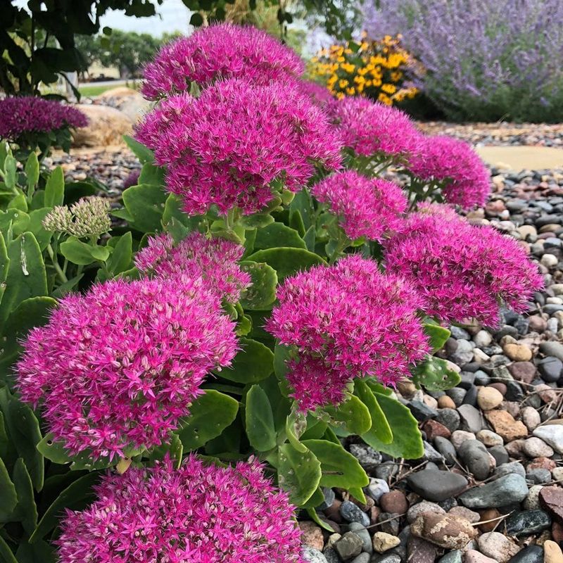 Pink Sedum (Stonecrop)