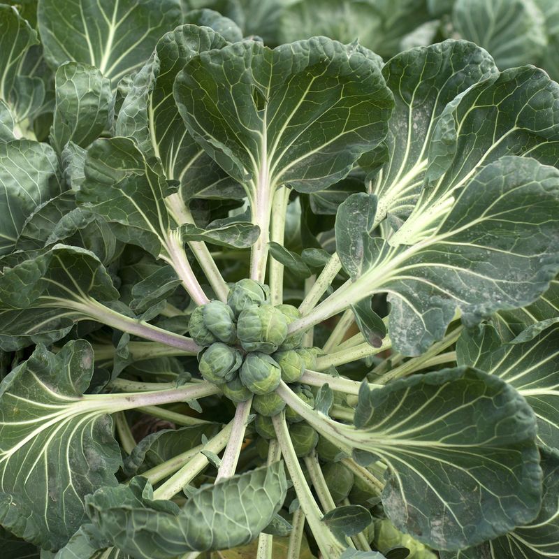 Brussels Sprouts: The Cabbage's Tiny Cousins