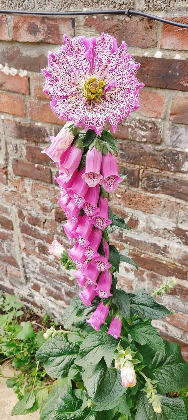 Pink Foxglove (Digitalis)