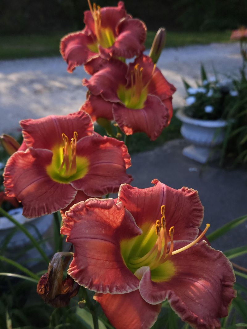 Pink Daylily