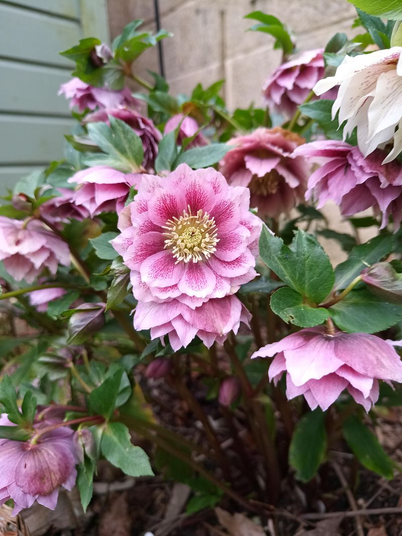 Pink Hellebore (Lenten Rose)