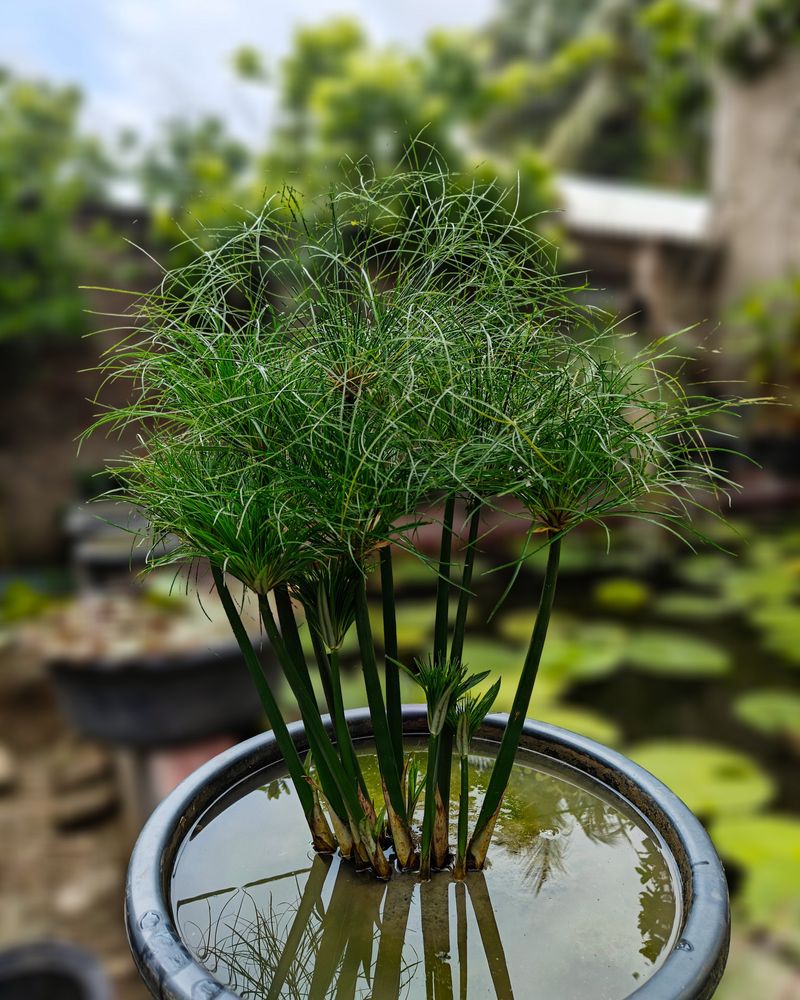 Papyrus