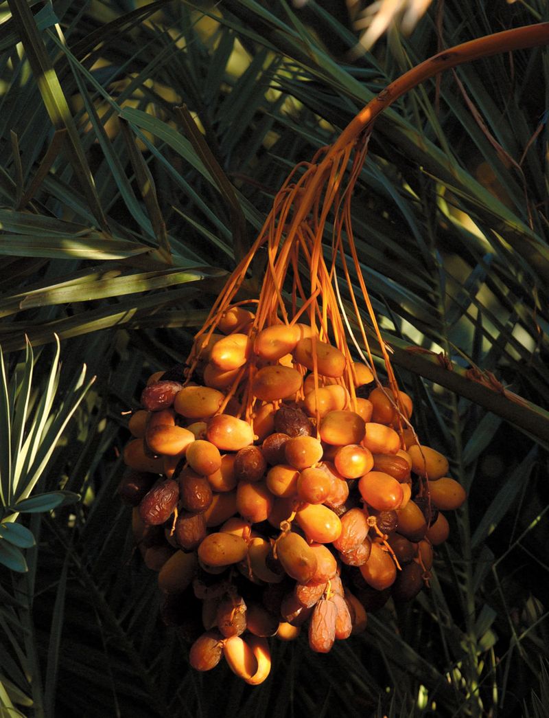 Medjool Date Palm