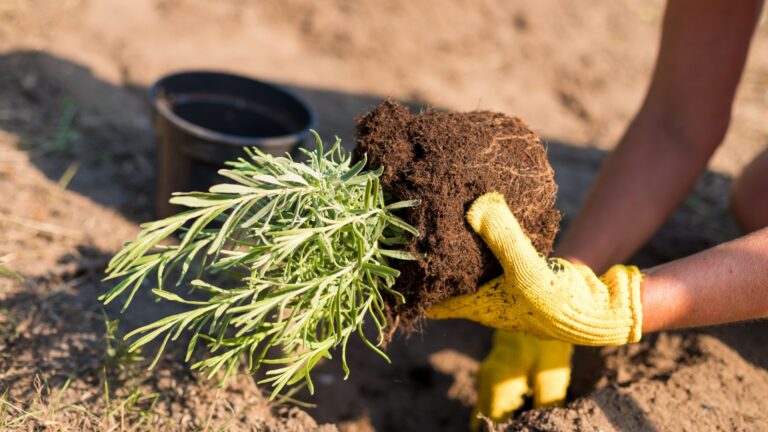 female gardener transplants a lavender plant