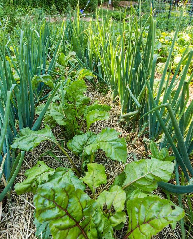 Evaluate Companion Planting Potential