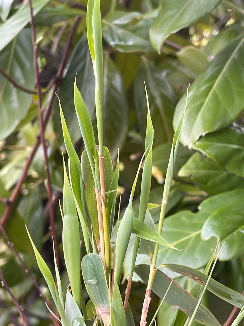 Master The Art Of Watering Bamboo