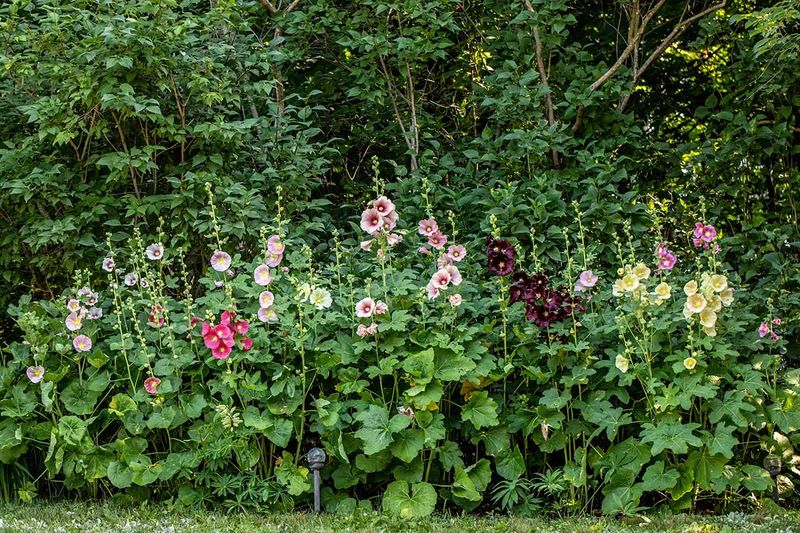 Frame Garden Views With Hollyhock Sentinels