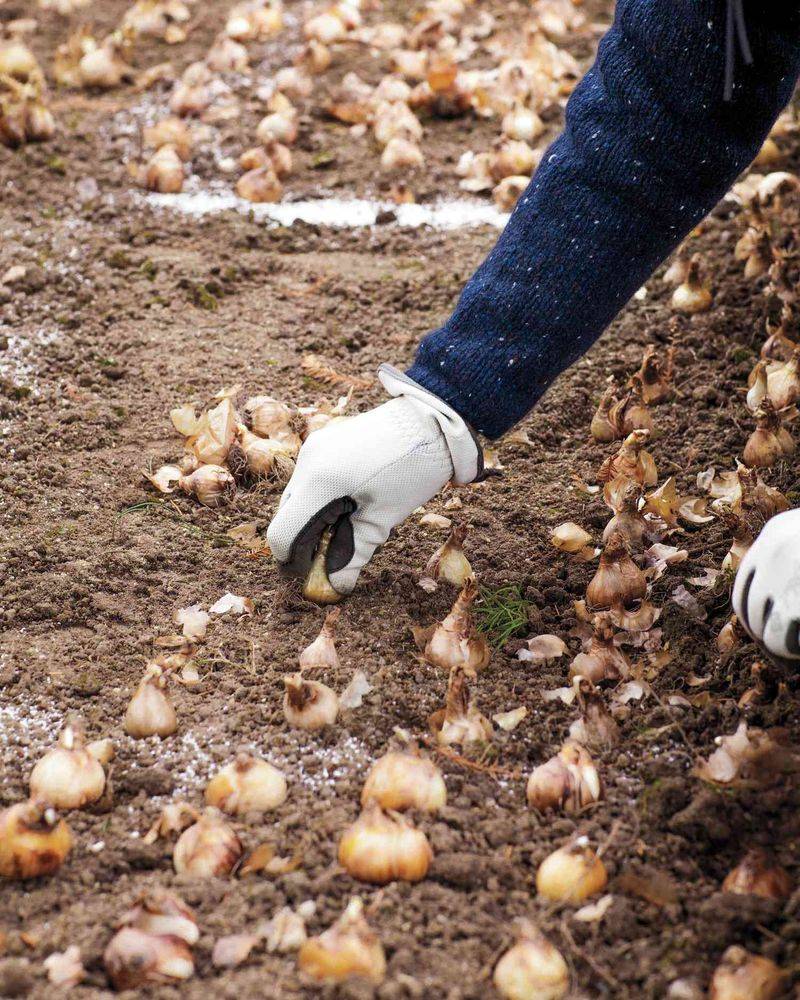 Dig To The Proper Depth