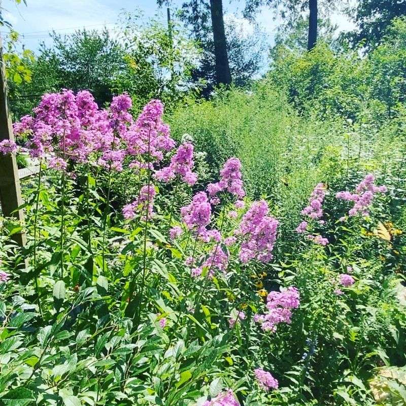 Delay Garden Maintenance
