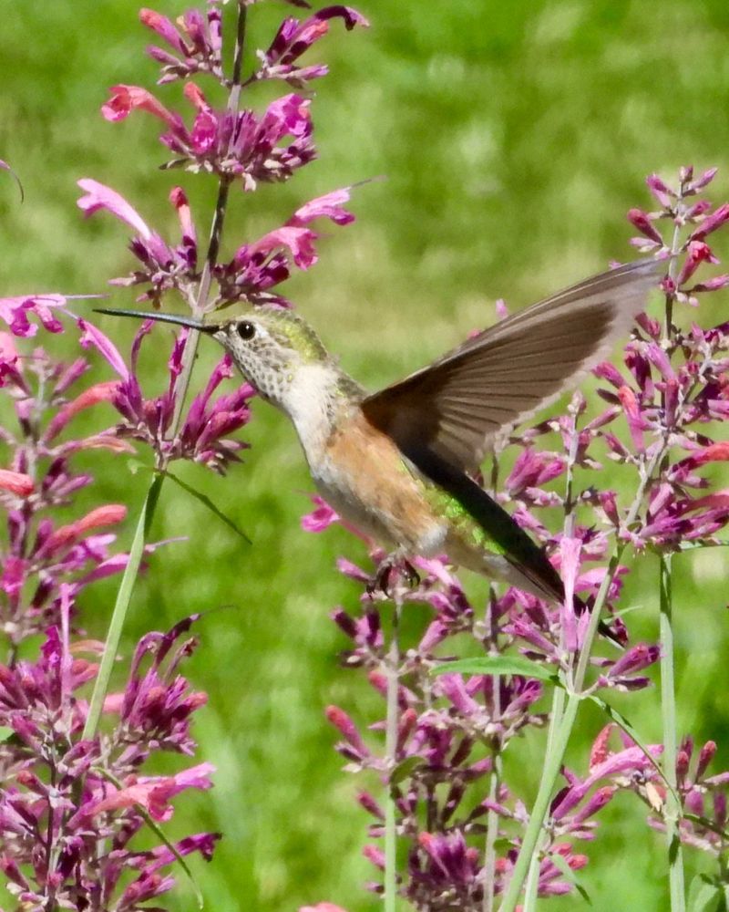 Add Hummingbird-Friendly Plants
