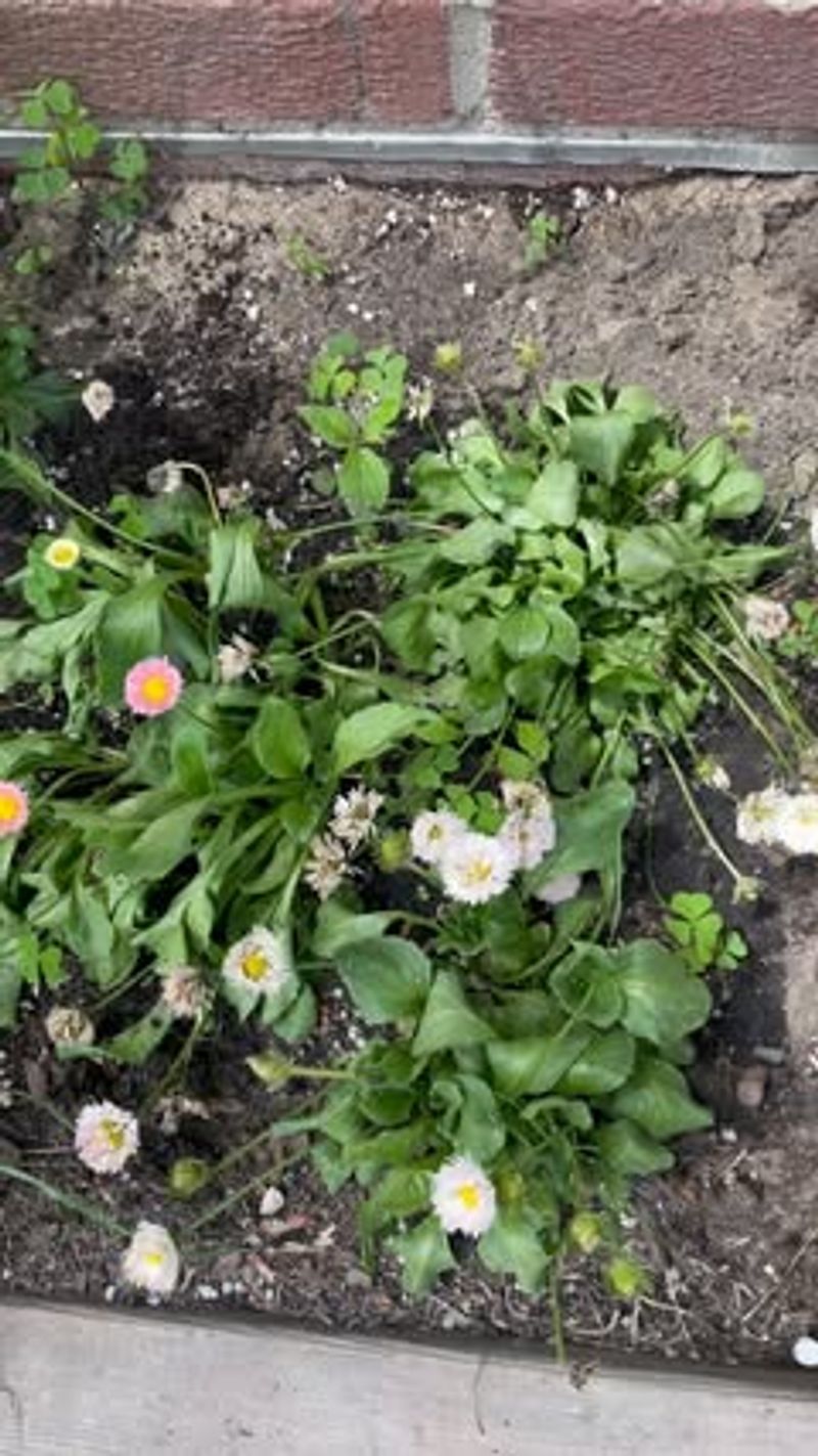 Avoid Fertilizing