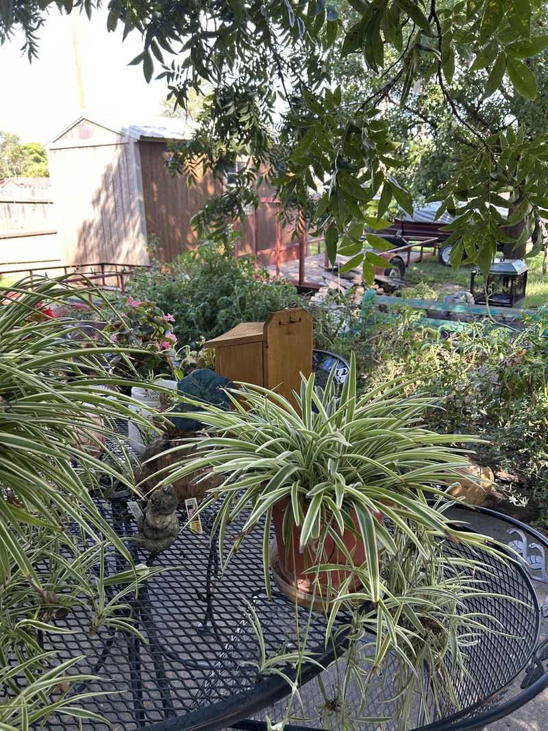 Group Plants By Water Needs