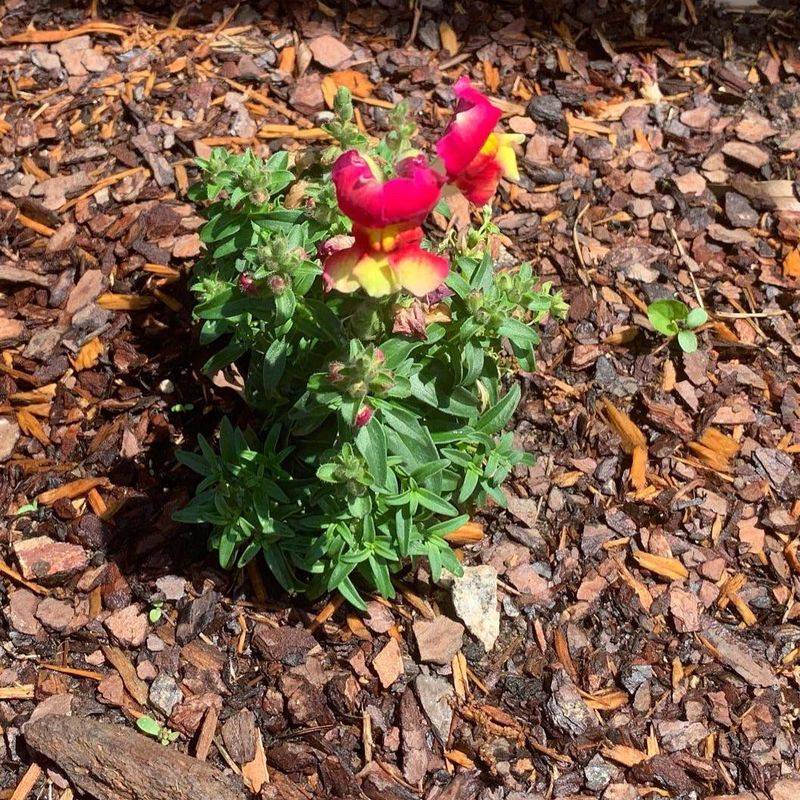 Incorporate Early Bloomers