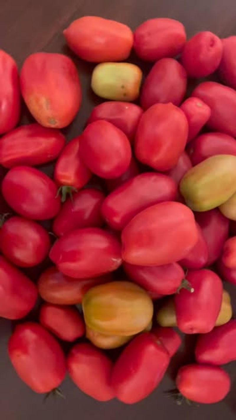 Reduce Watering As Fruits Ripen