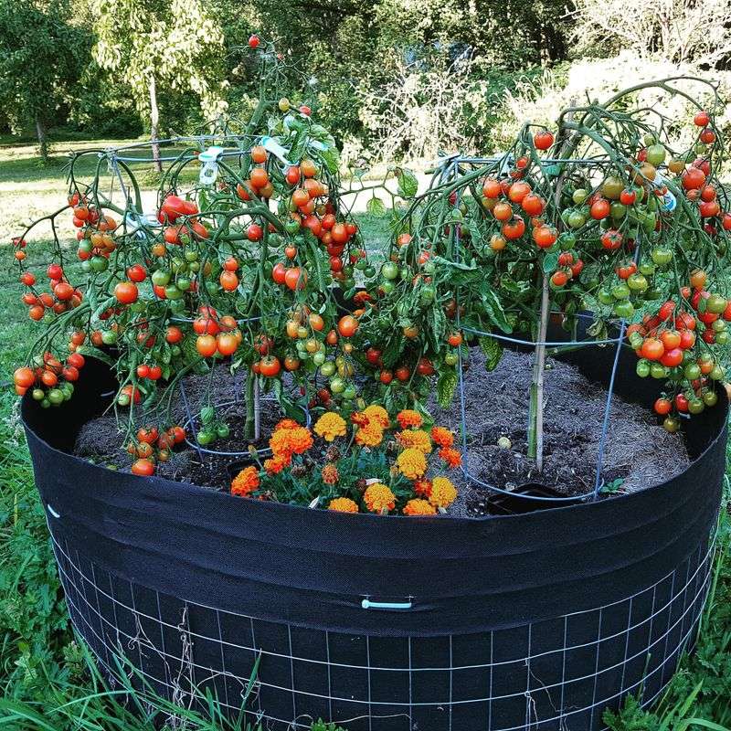Epsom Salt for Tomatoes and Peppers