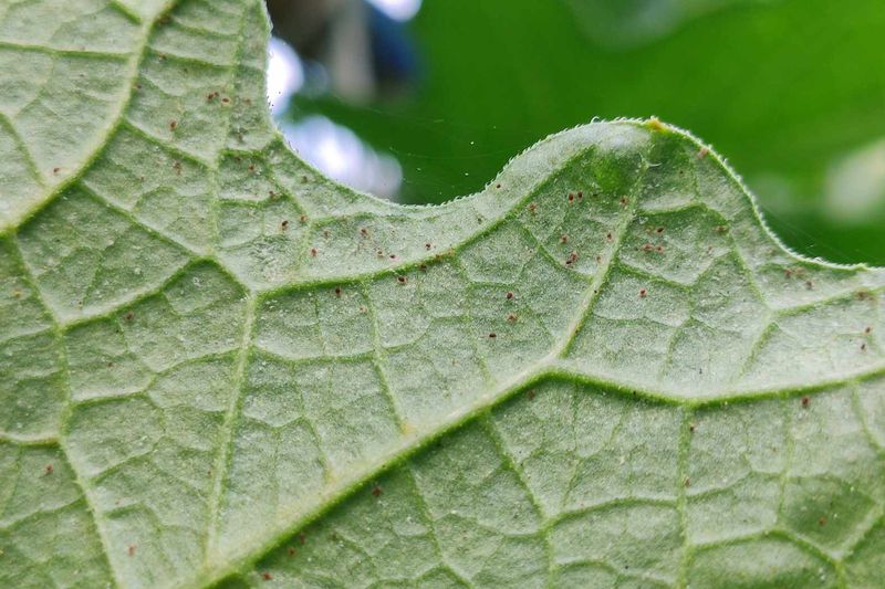 Overlooked Plant Undersides