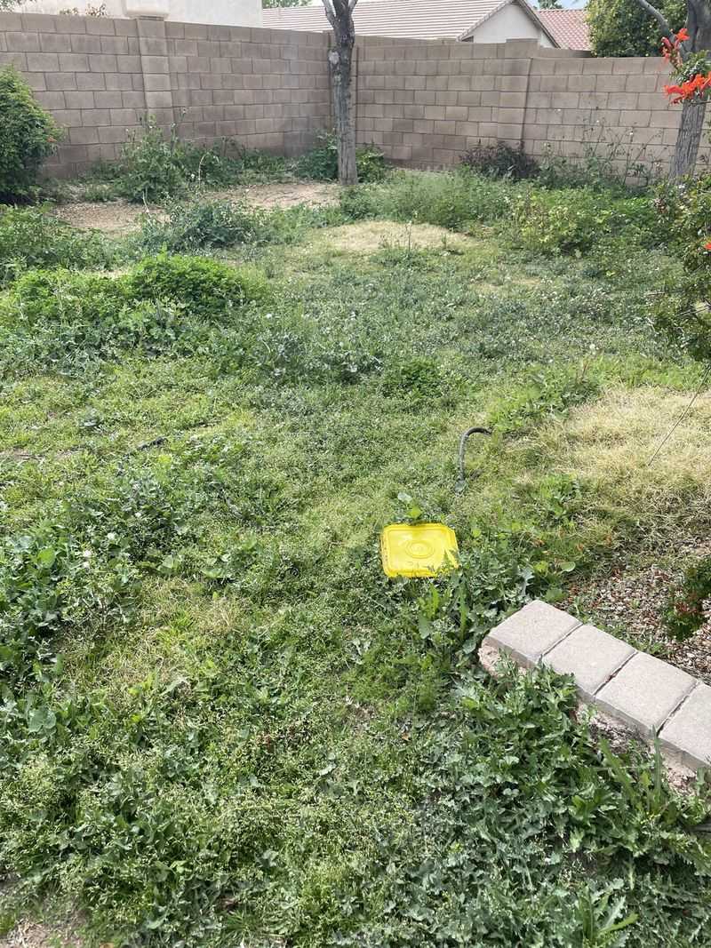 Use Lawn Paint For Dormant Patches