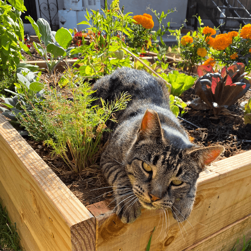 Cat Deterrent
